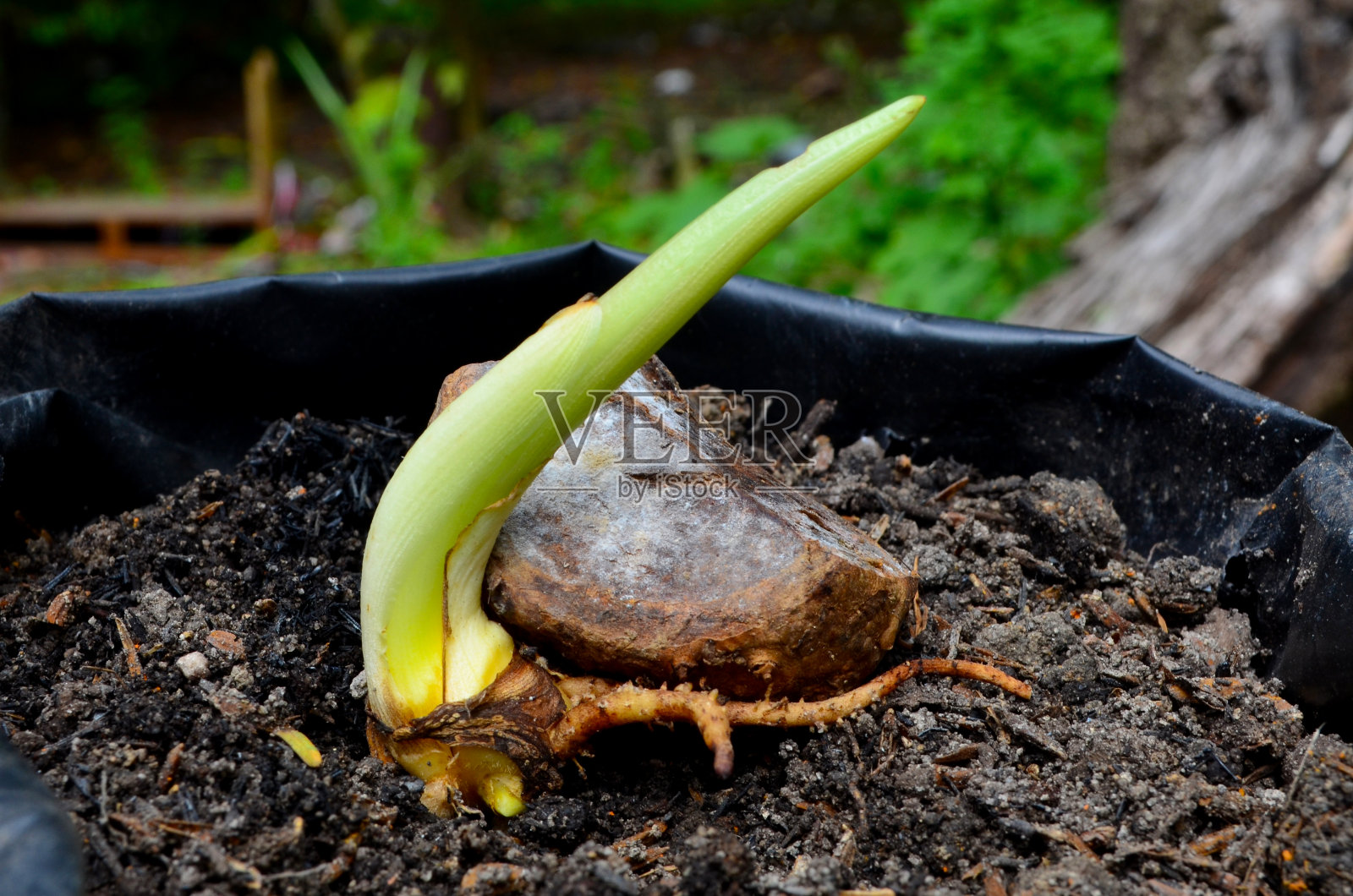姜黄苗圃(Temulawak)使用肥沃的土壤放置在塑料苗圃袋照片摄影图片