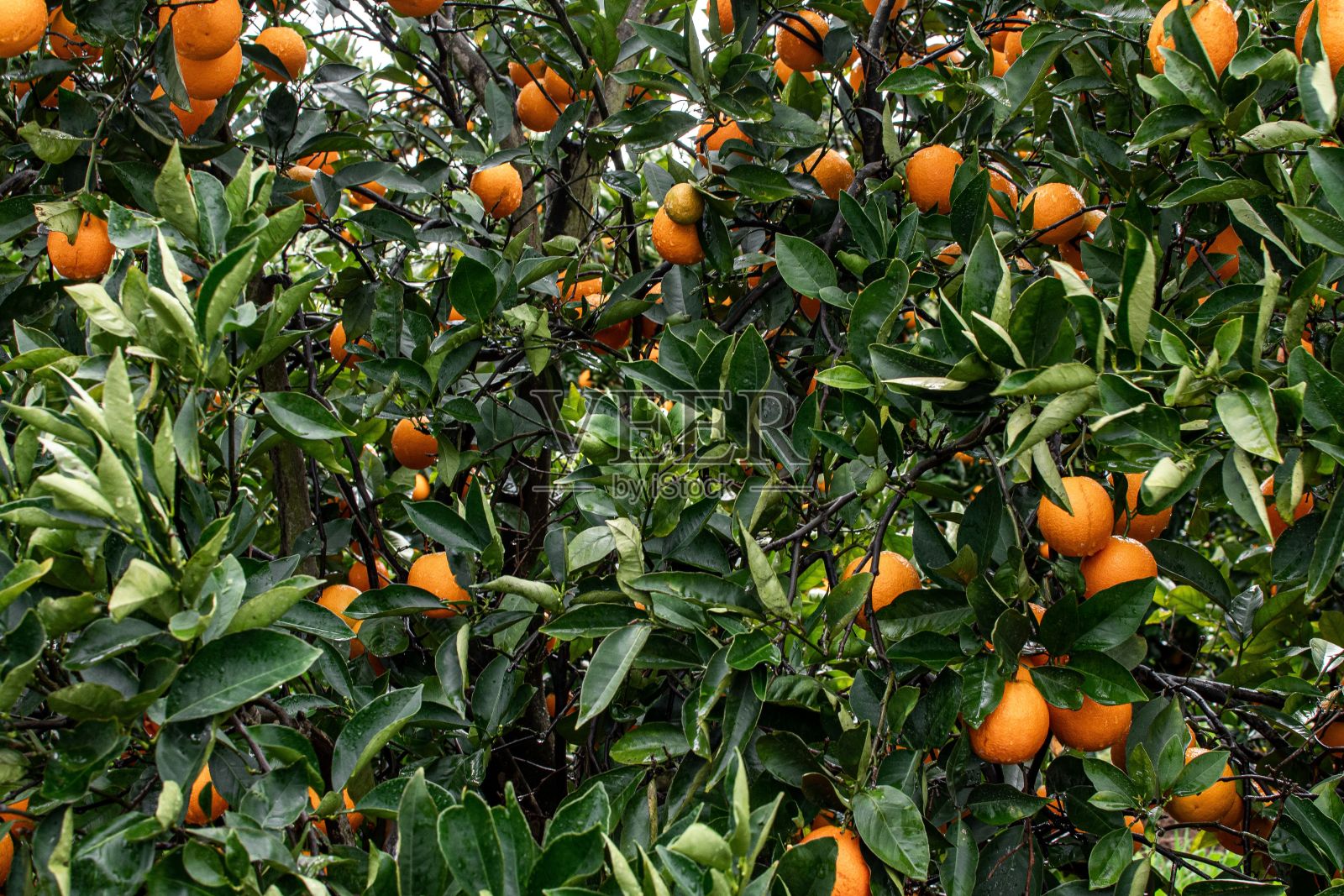 农场里一棵有许多成熟橘子的橘子树照片摄影图片