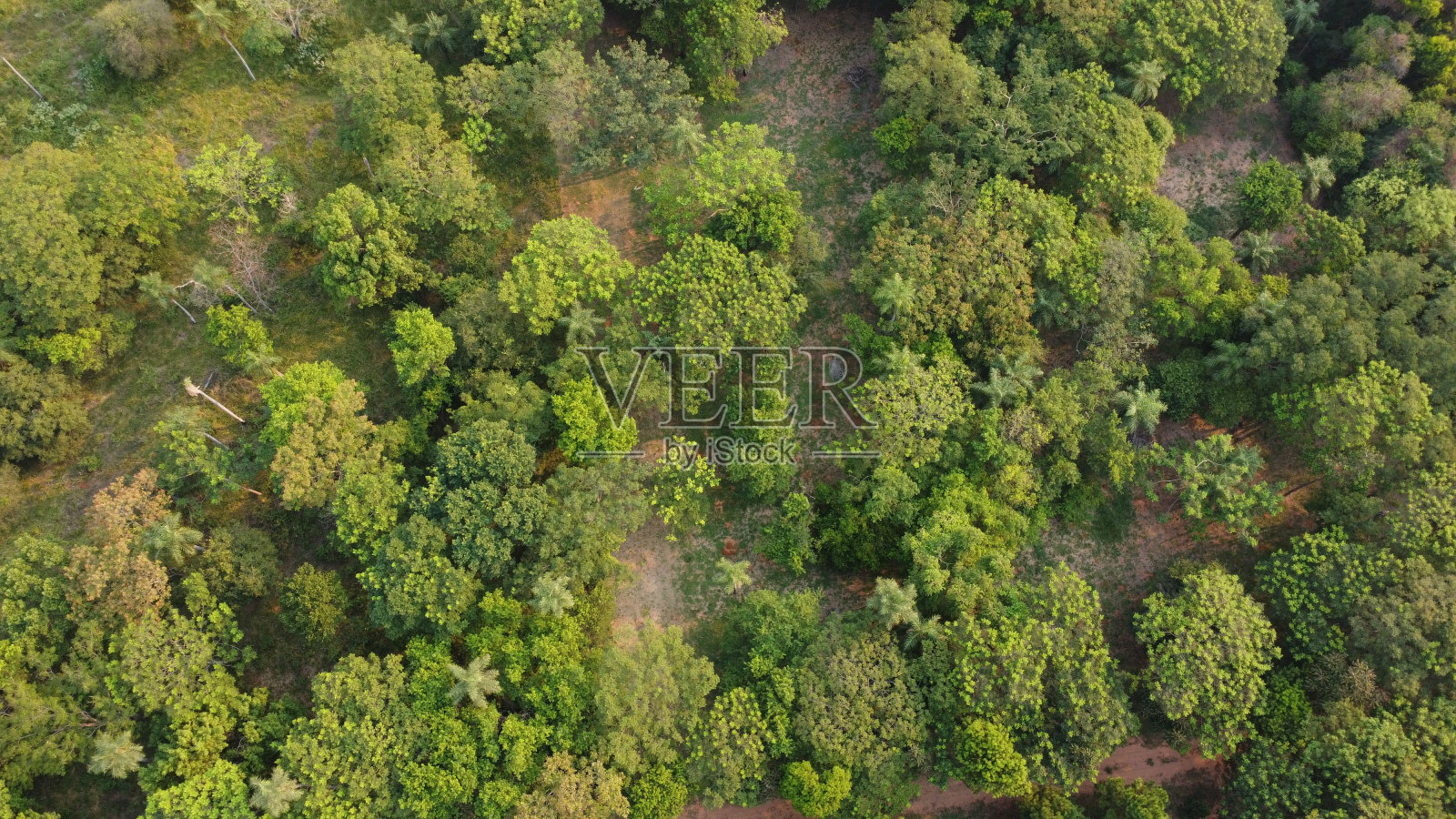 有绿树的森林。照片摄影图片