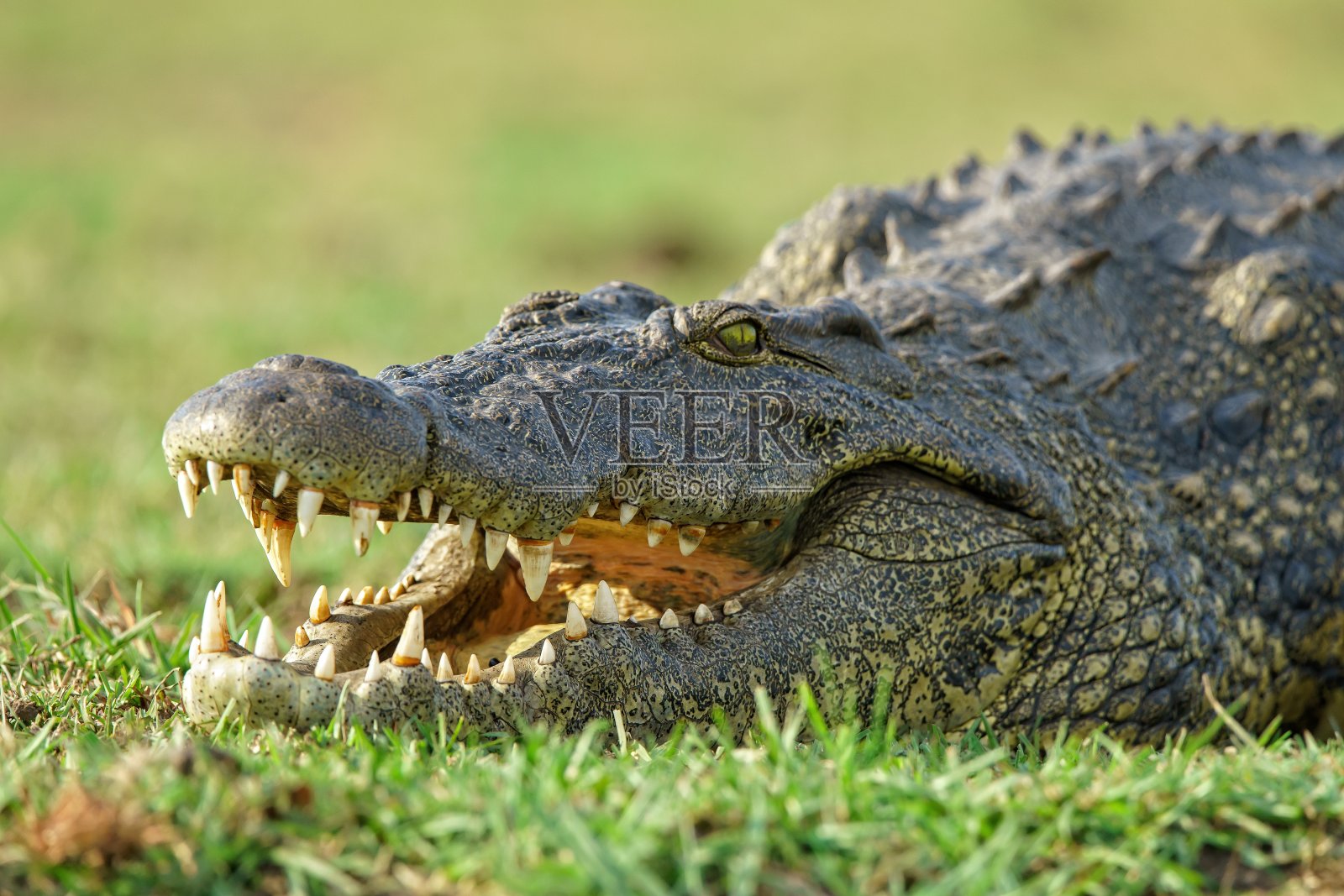 在模糊的背景上，鳄鱼张开了嘴巴的特写镜头照片摄影图片
