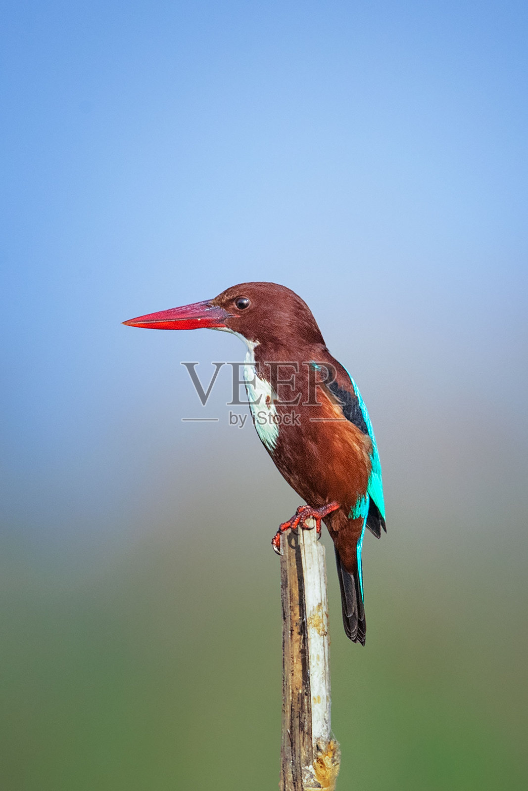 特写白喉翠鸟在一根树棍与模糊的背景，垂直照片摄影图片
