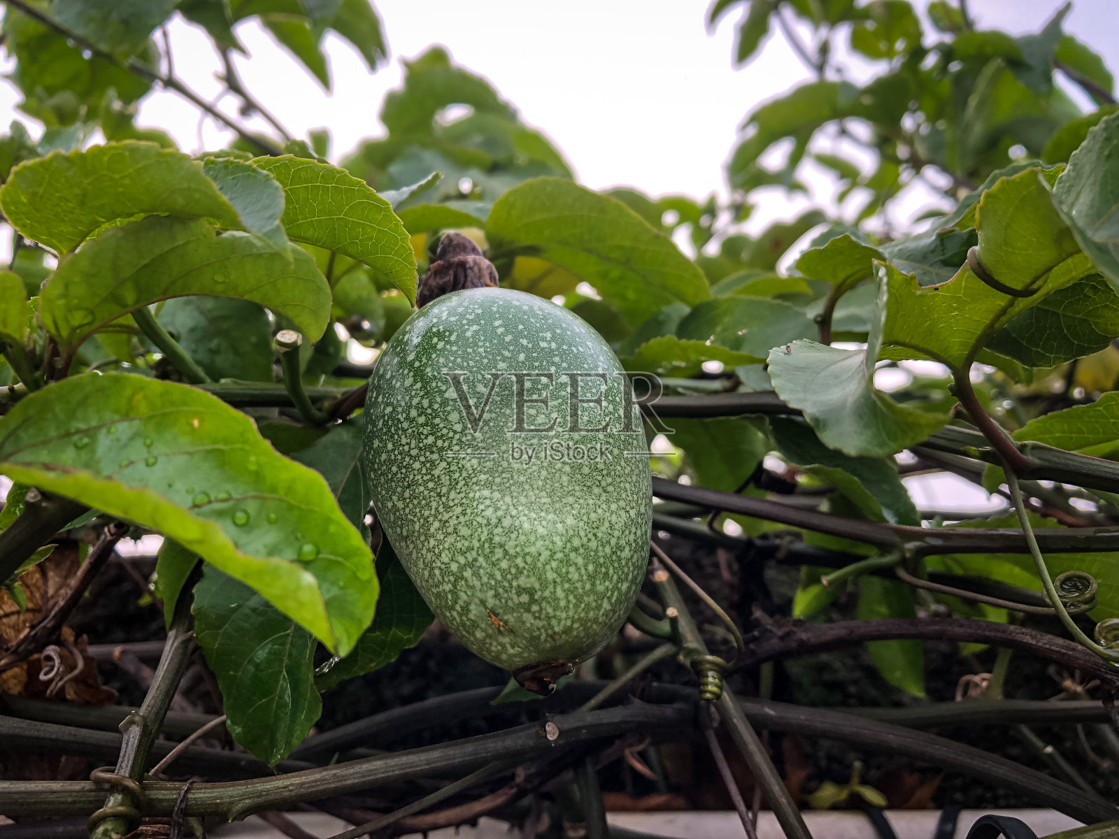 西番莲是百香果照片摄影图片