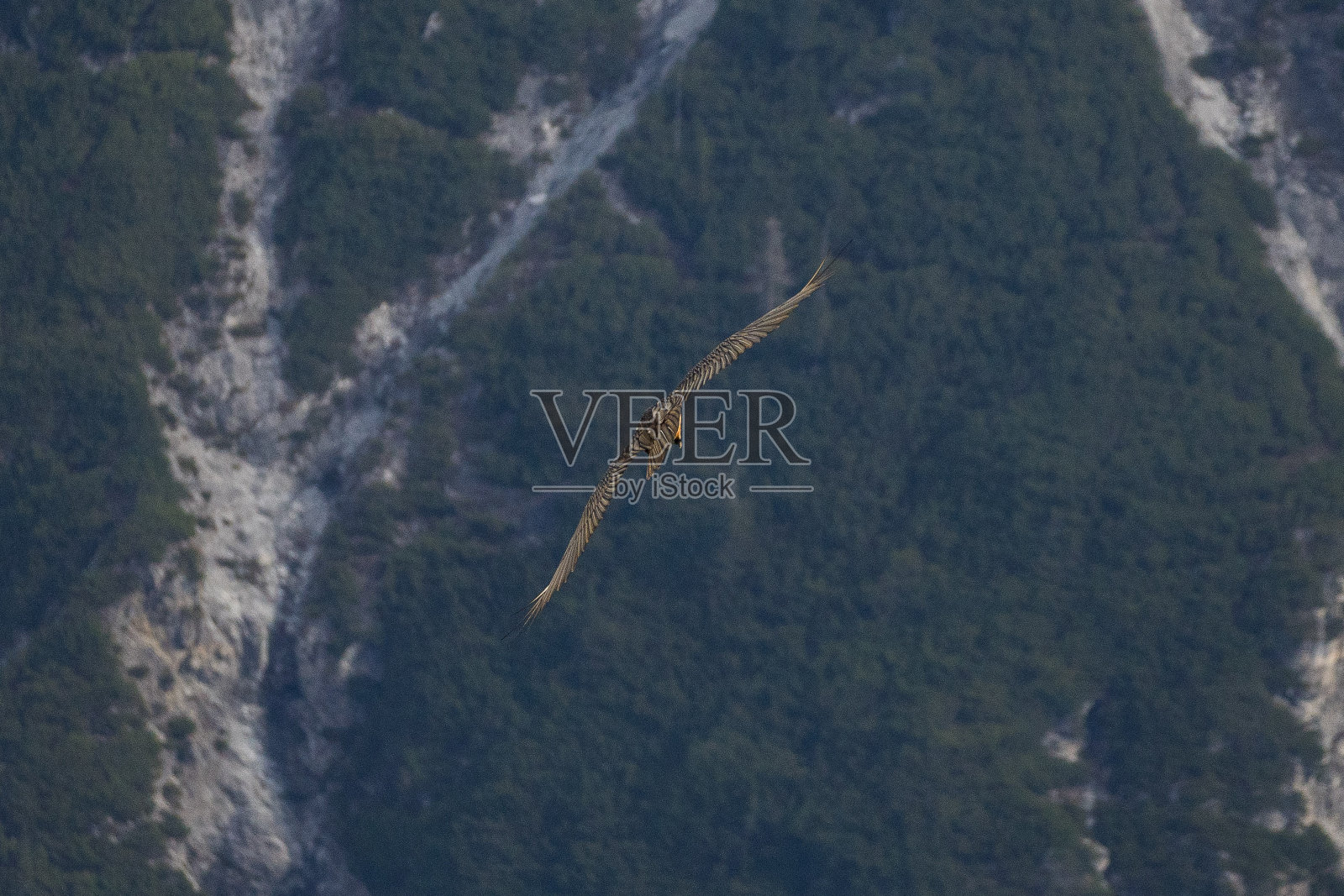 秃照片摄影图片