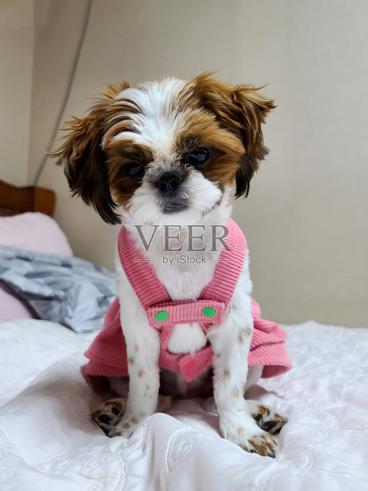 幼小的狮子狗舒服地坐在床上照片摄影图片