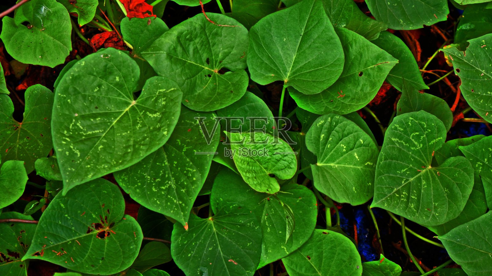 叶照片摄影图片