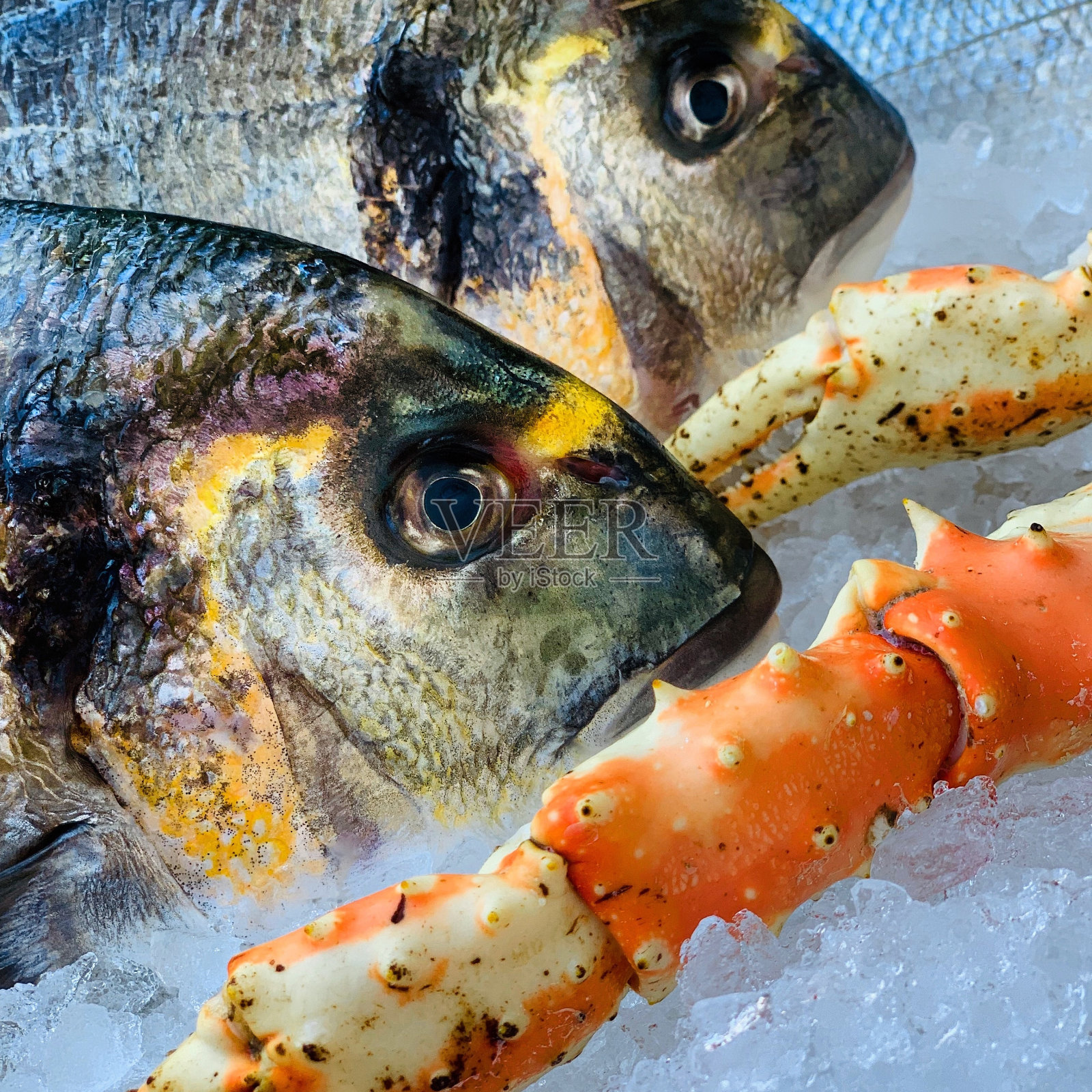 冰上蟹腿附近的鱼特写照片摄影图片