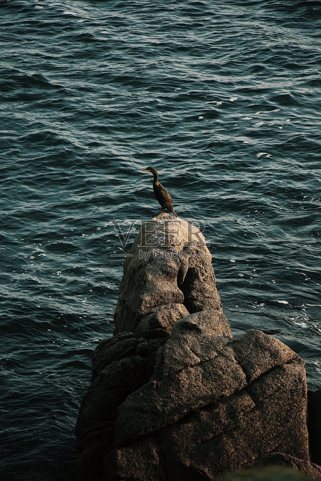 垂直拍摄一只鸭子站在大海中央的岩石上照片摄影图片