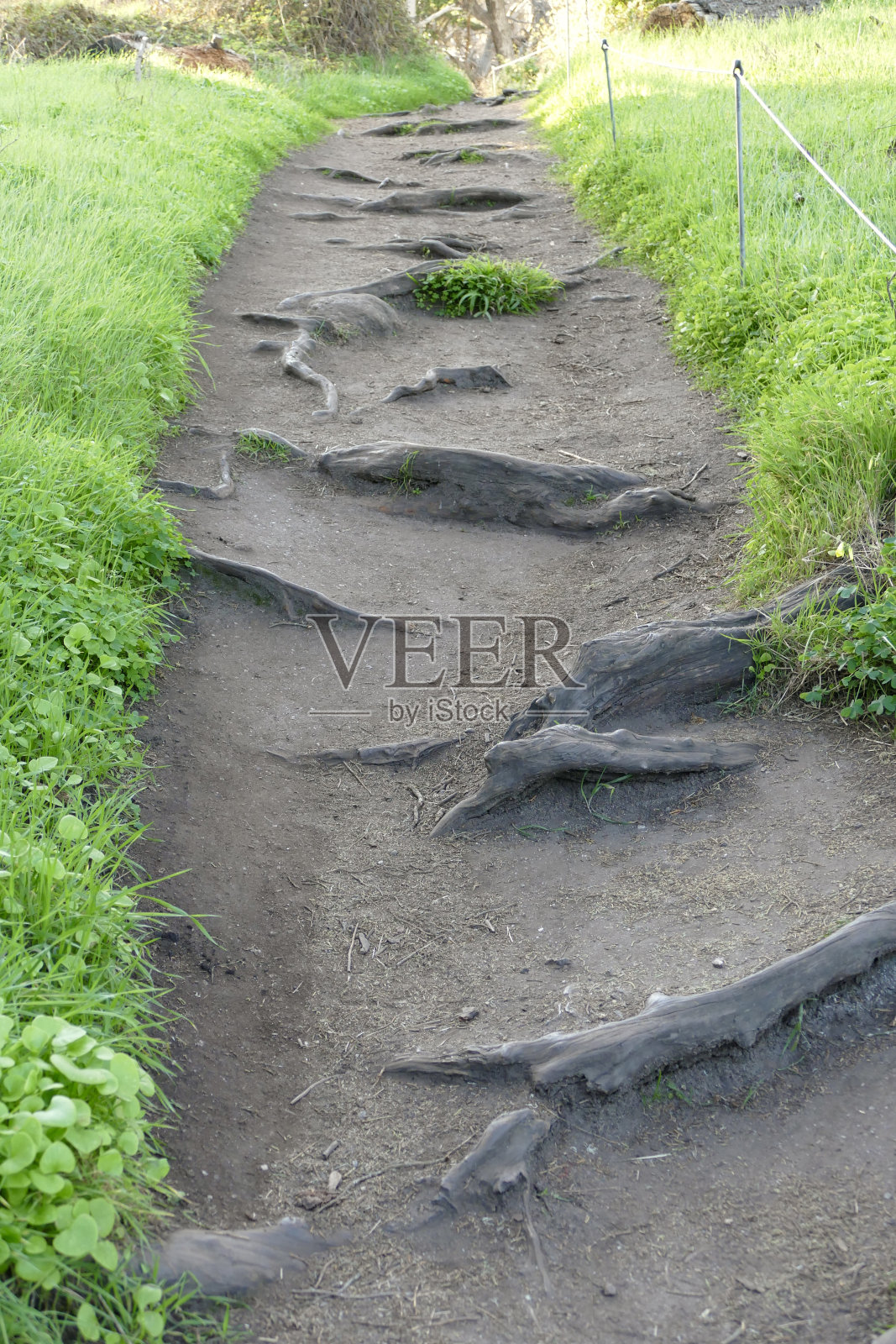 远足小径的特写，突出的树根横过小径照片摄影图片