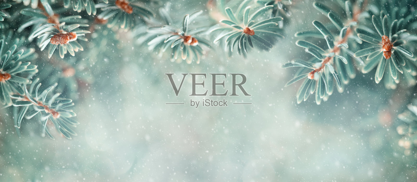 雪林里美丽的蓝色冷杉树枝。圣诞和冬天的概念。软的焦点。横幅照片摄影图片