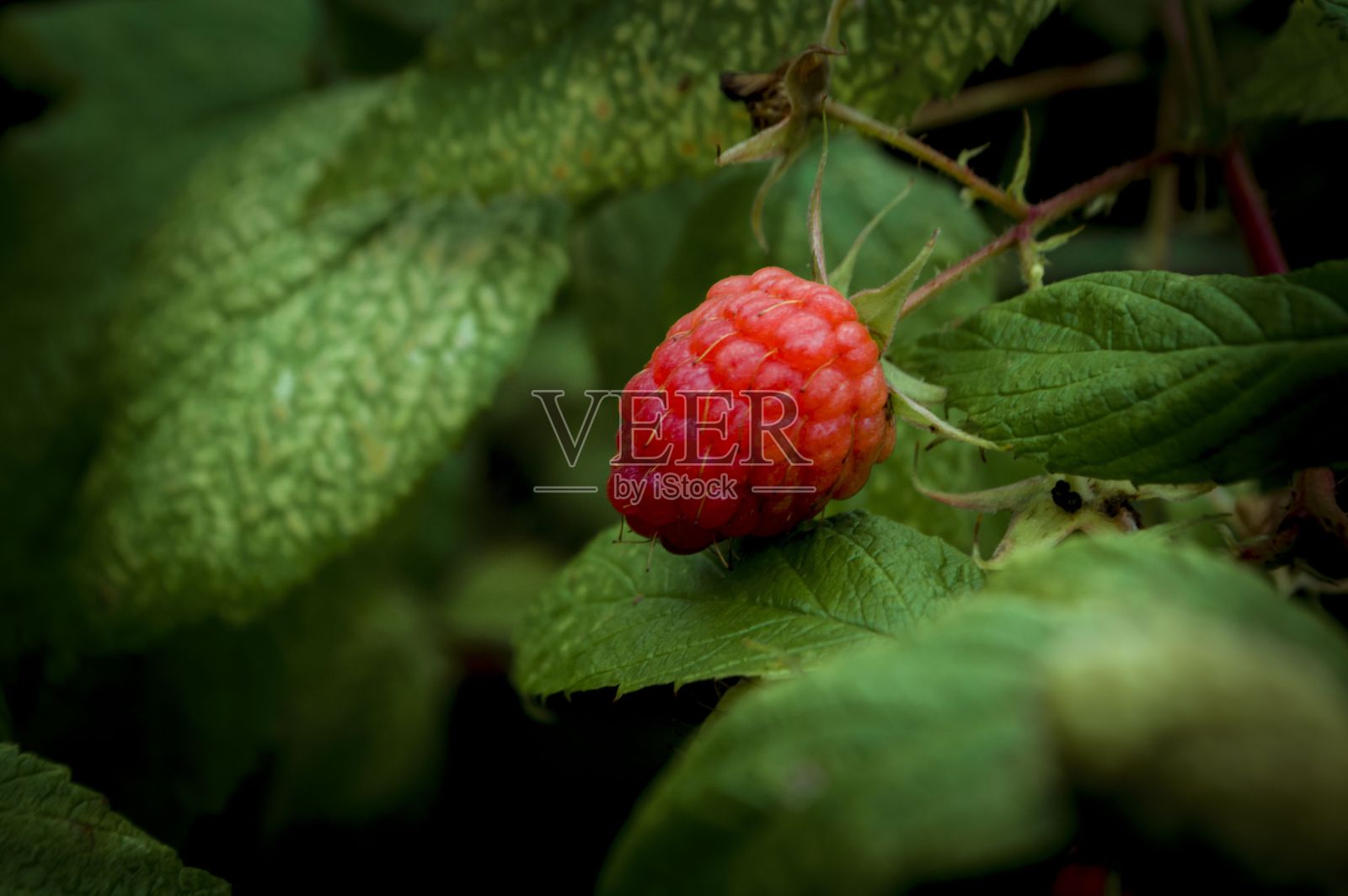 灌木上生长的树莓的特写。照片摄影图片