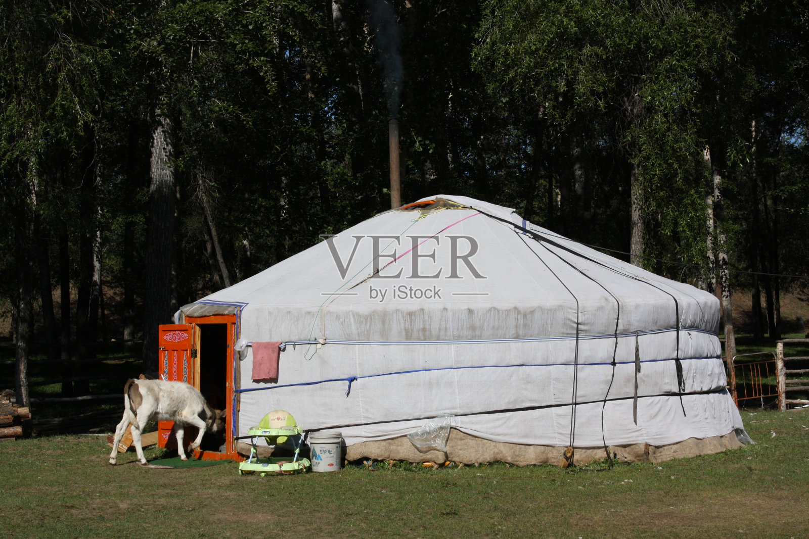 蒙古图夫地区Terelj与世隔绝的山谷里，一头小牛和游牧民族的帐篷(蒙古包)。照片摄影图片