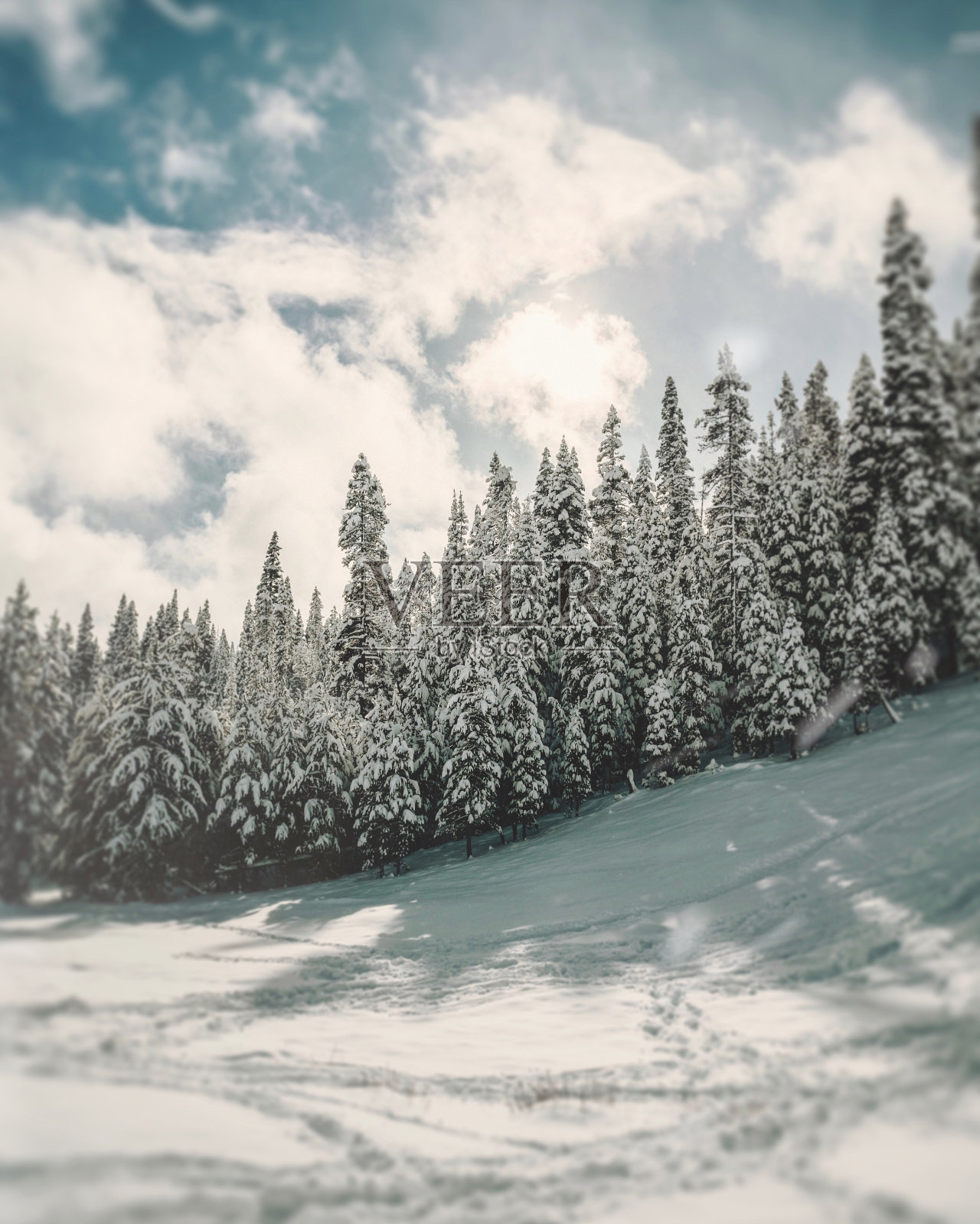 在白色阴云的天空下，松树在白雪覆盖的山上照片摄影图片
