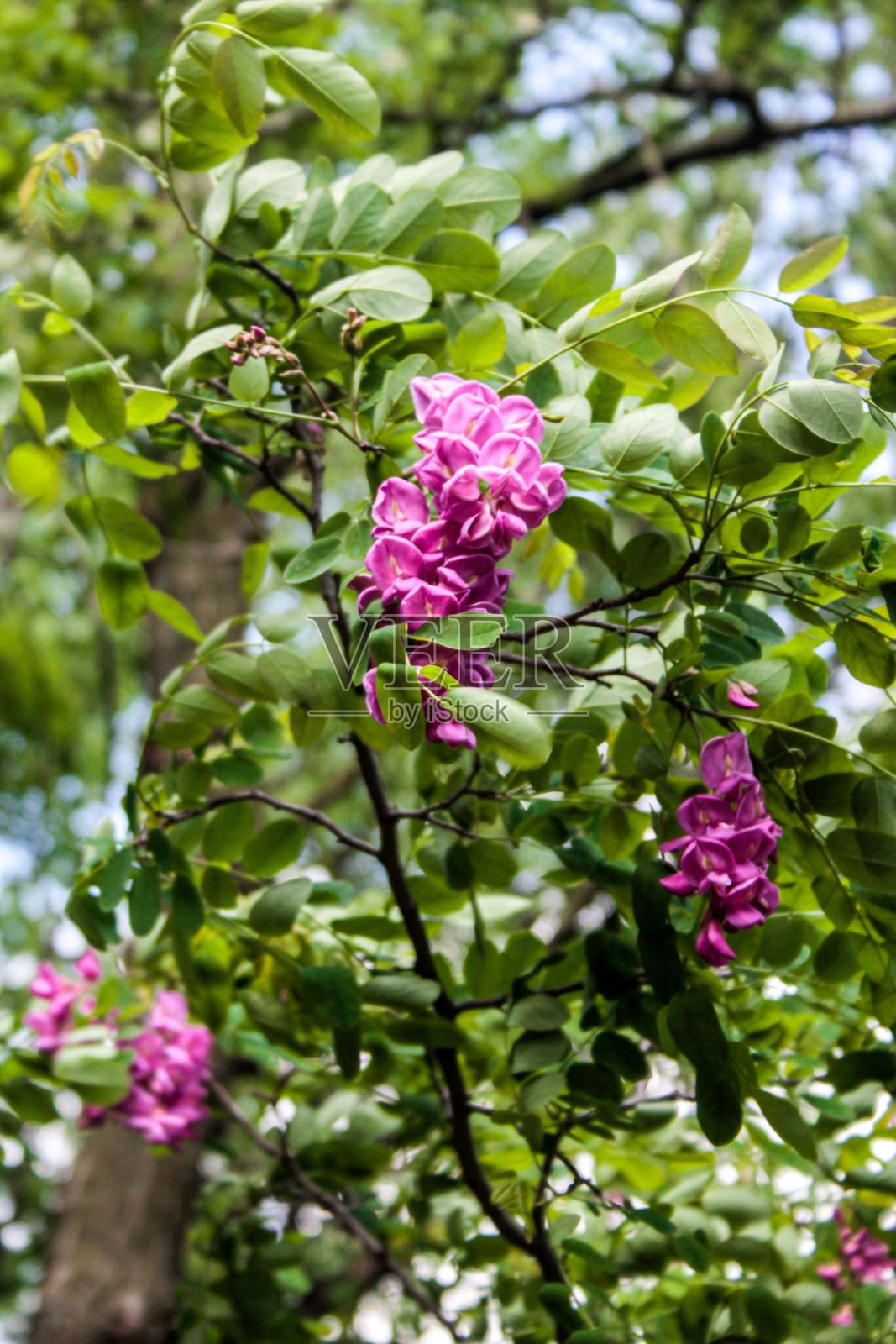 树上粉色花朵的垂直照片照片摄影图片