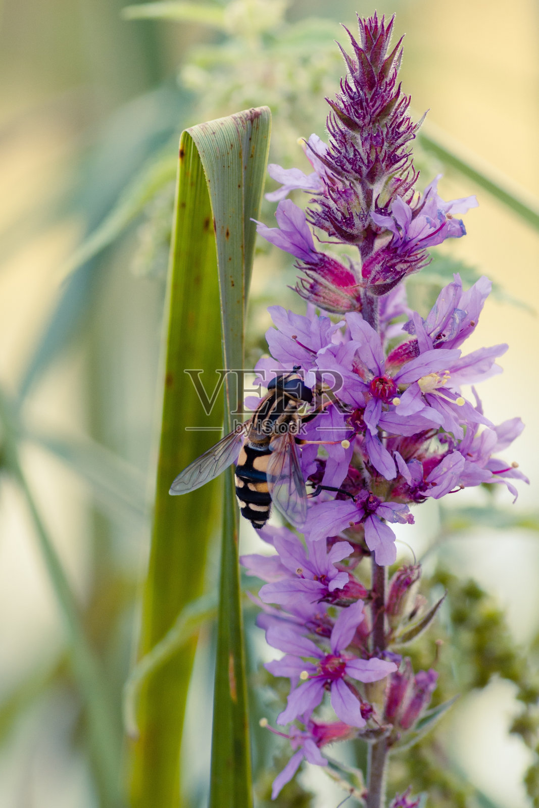 一个黄蜂在紫色花上的特写垂直镜头与模糊的自然背景照片摄影图片