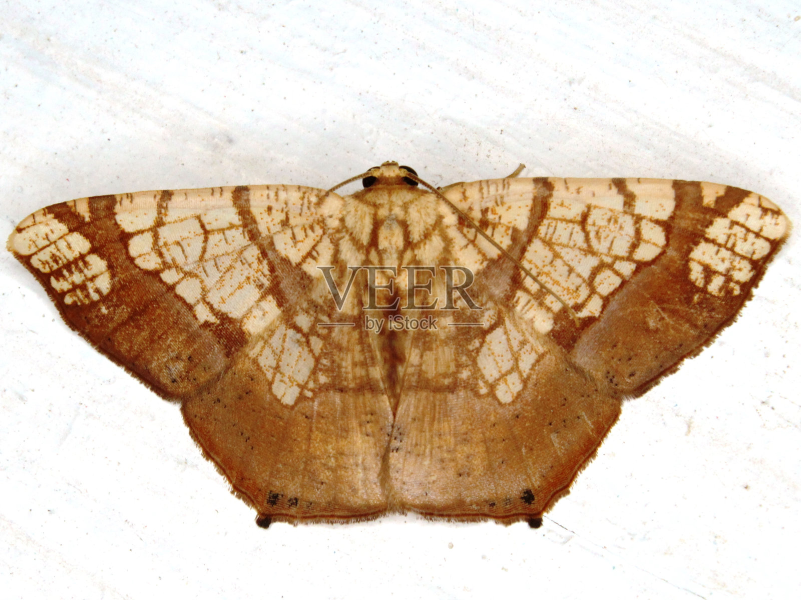 热带蛾照片摄影图片