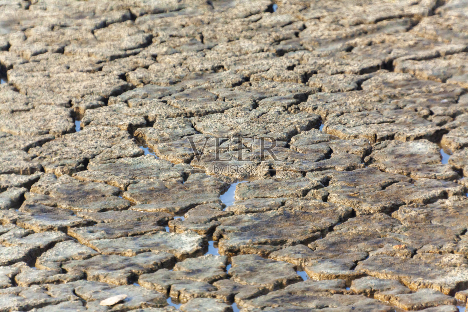 盐沼照片摄影图片