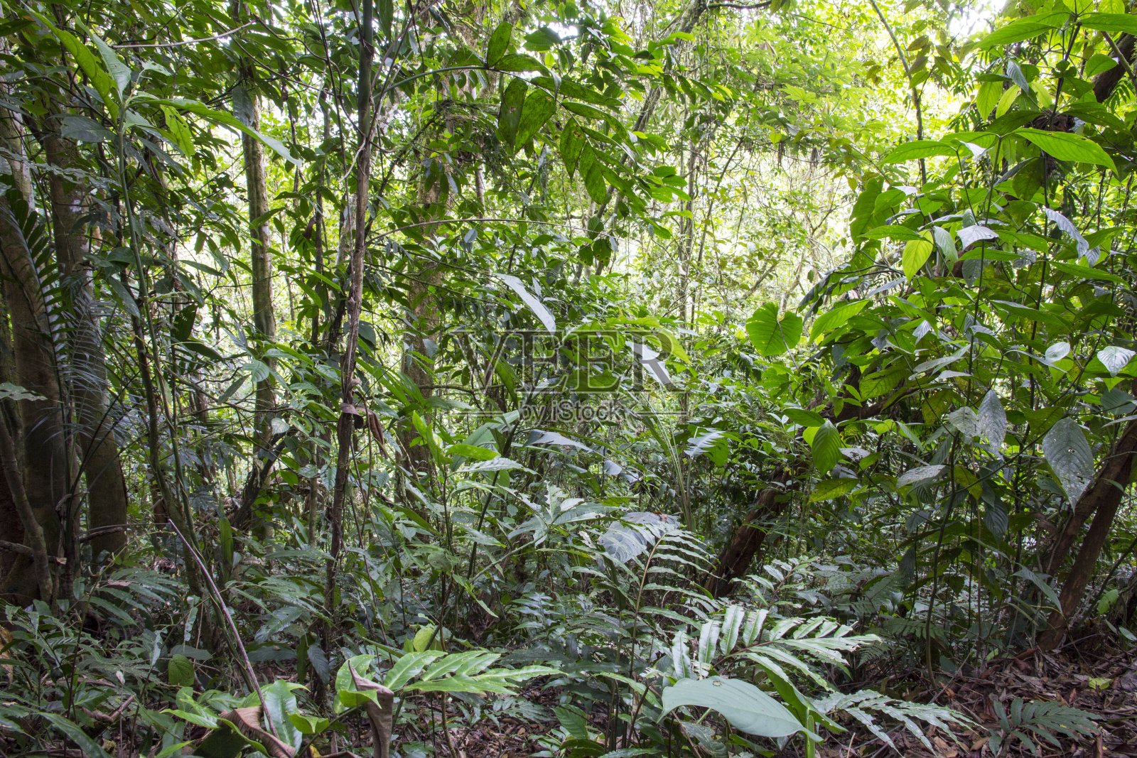 次生林，加勒比海斜坡，哥斯达黎加照片摄影图片
