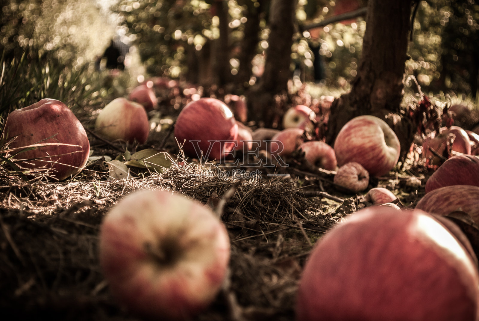 野生森林中掉落的苹果的美丽特写镜头照片摄影图片