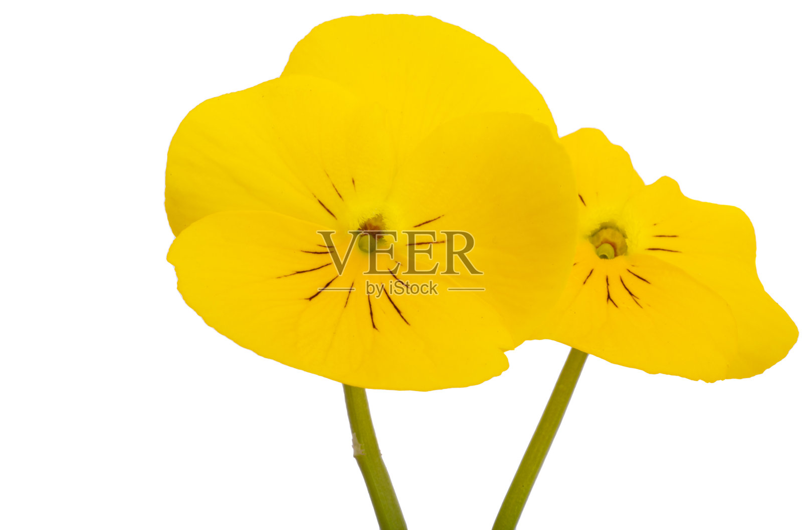 三色紫罗兰孤立照片摄影图片