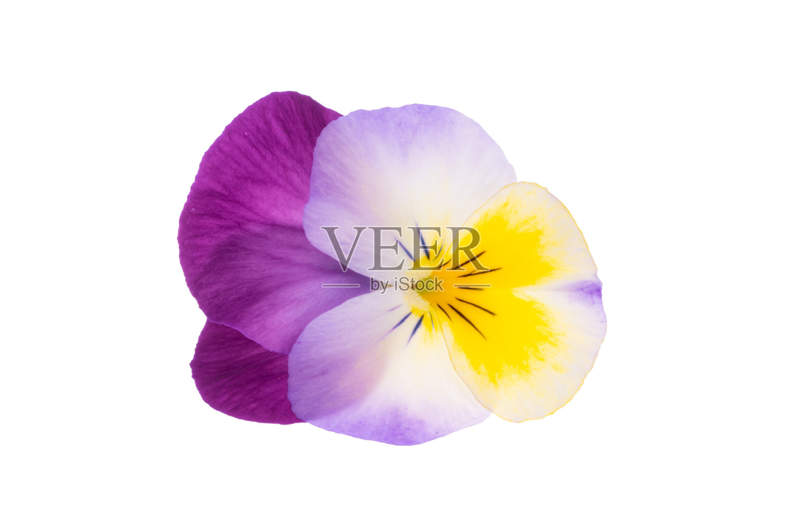 三色紫罗兰孤立照片摄影图片