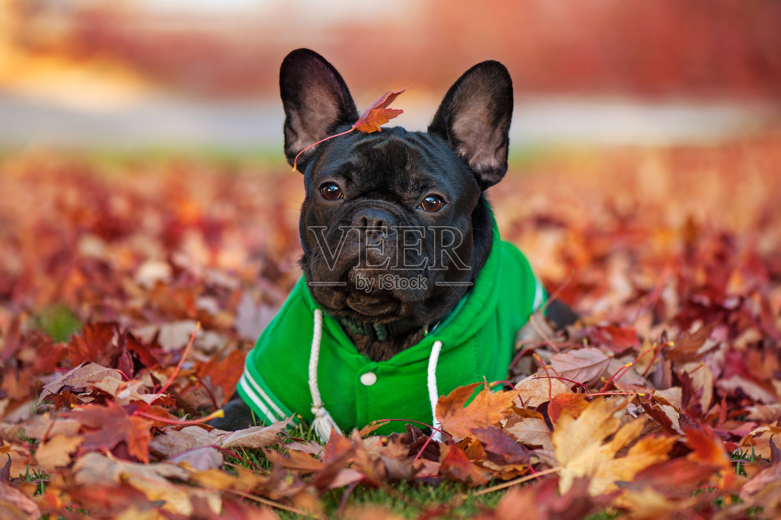 漂亮的法国牛头犬，头上有秋叶照片摄影图片