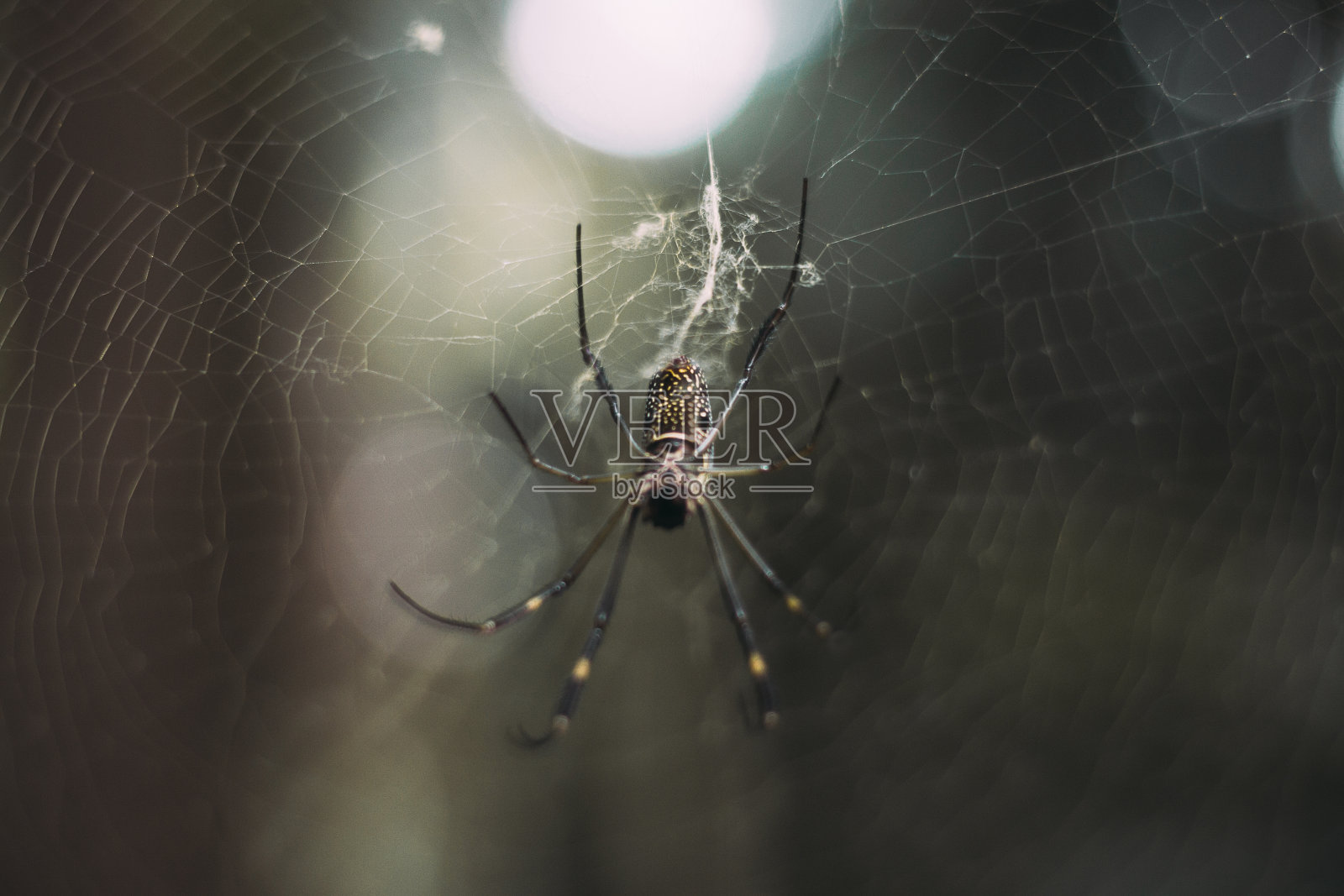 一个黑白相间的蜘蛛在森林里编织蜘蛛网的特写镜头照片摄影图片