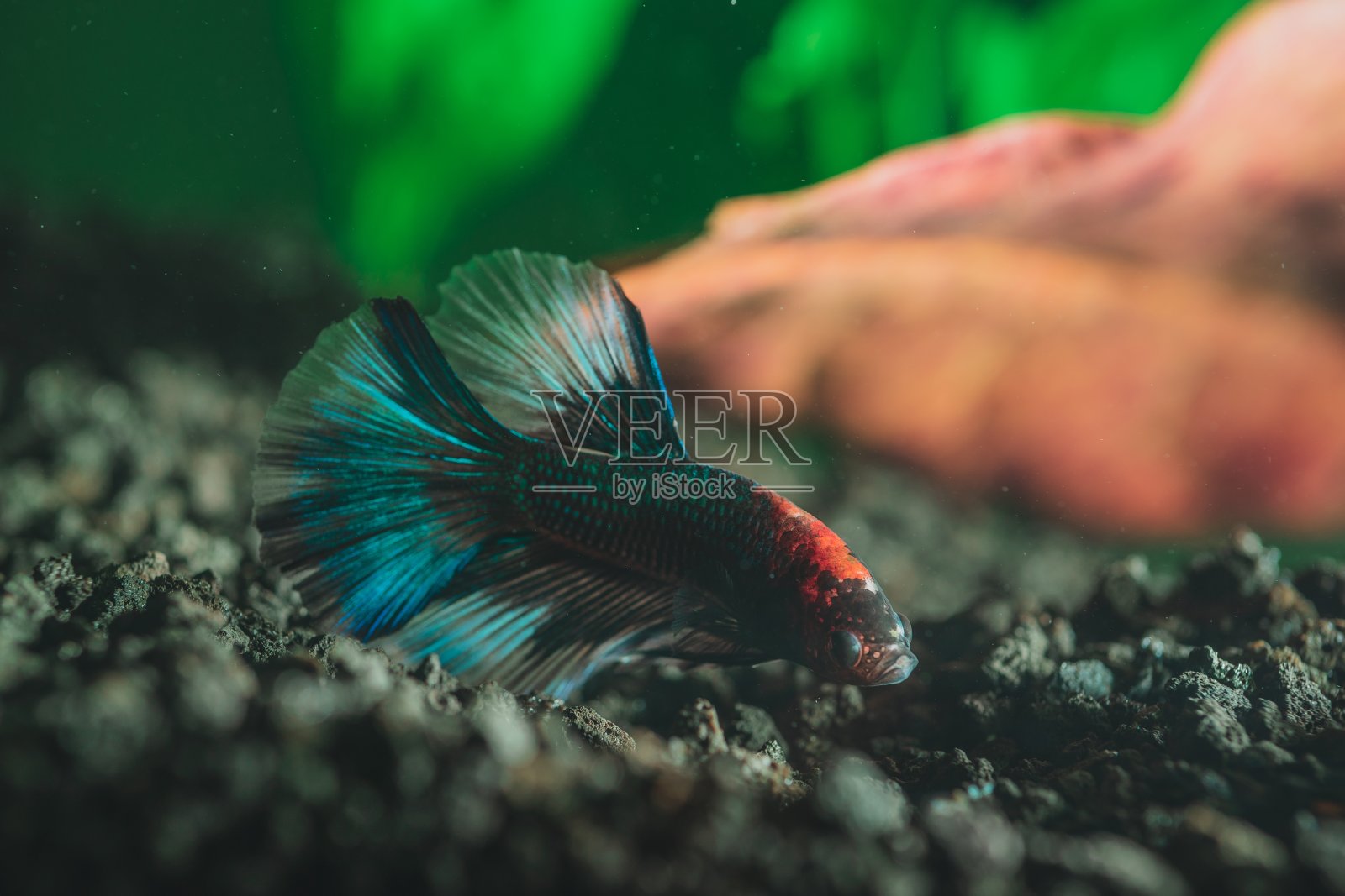 一个美丽的异国情调的彩色小鱼特写照片摄影图片