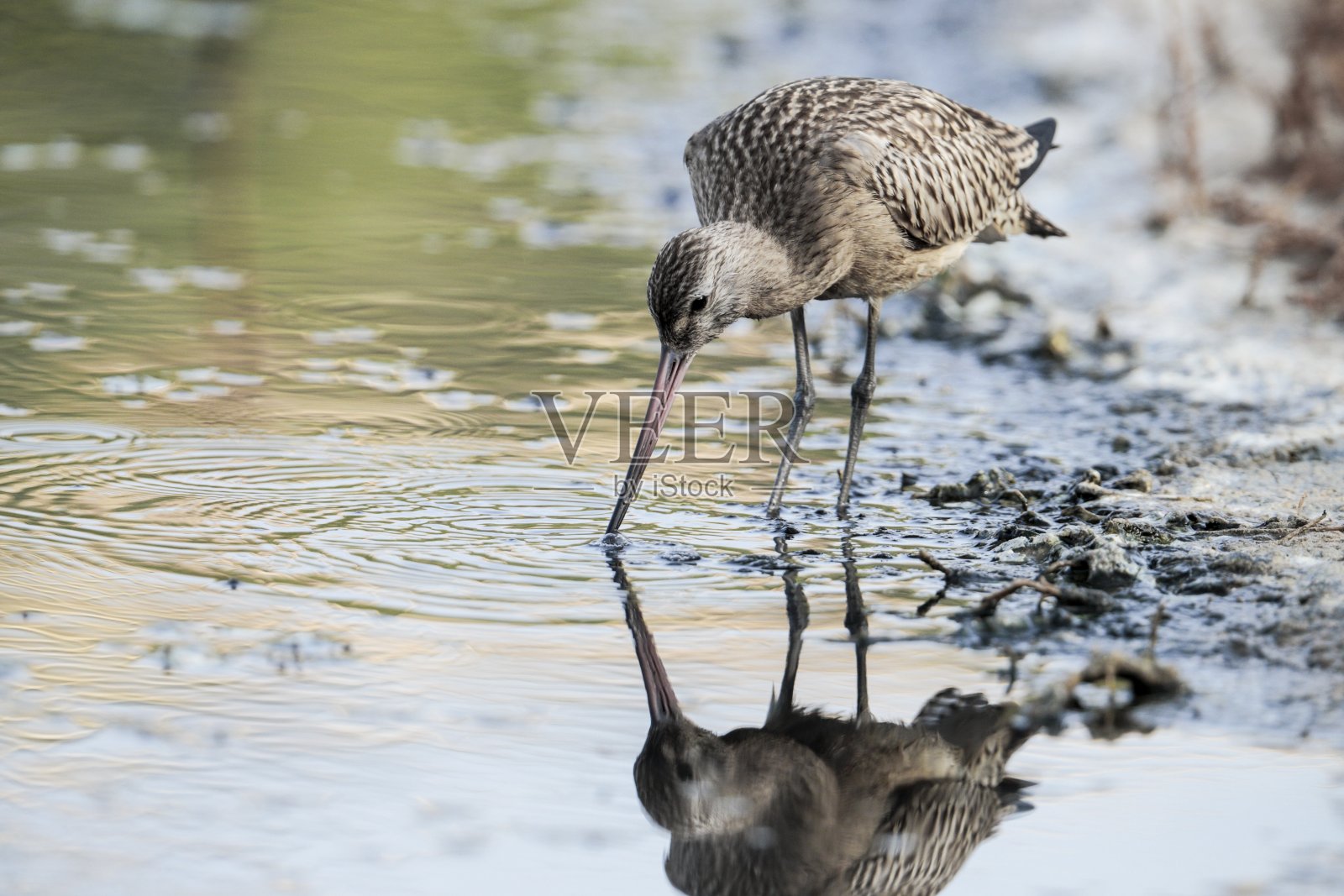 幼条尾大腹水鹬。lapponica,照片摄影图片