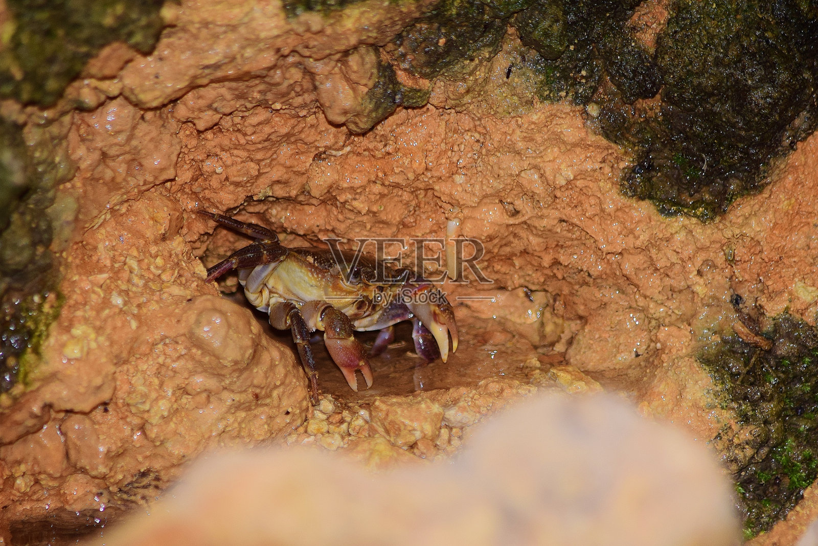 马耳他淡水蟹，河蟹，泥窝。照片摄影图片