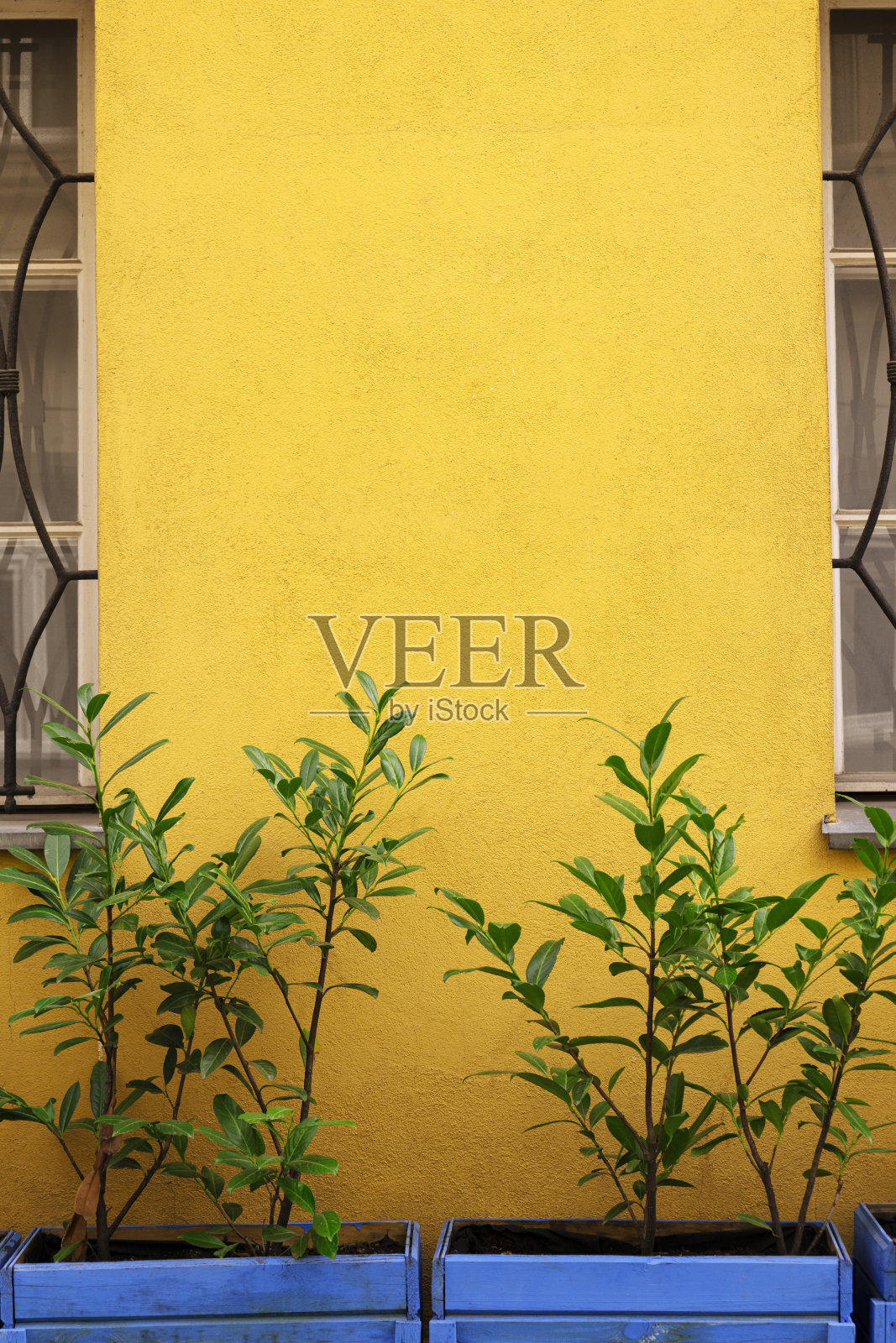 垂直图像的黄色墙壁和蓝色的木制花盆与常绿的树木外面。空的空间照片摄影图片