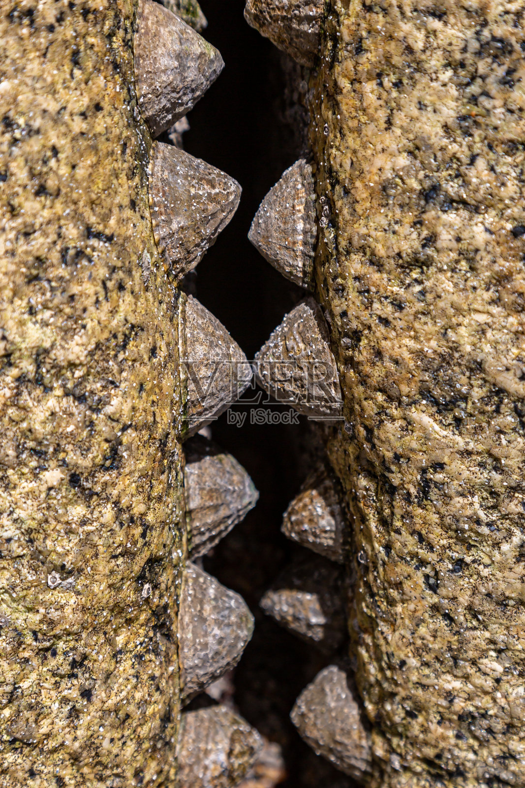 康沃尔海岸岩石上的一排帽贝，被选择性聚焦照片摄影图片