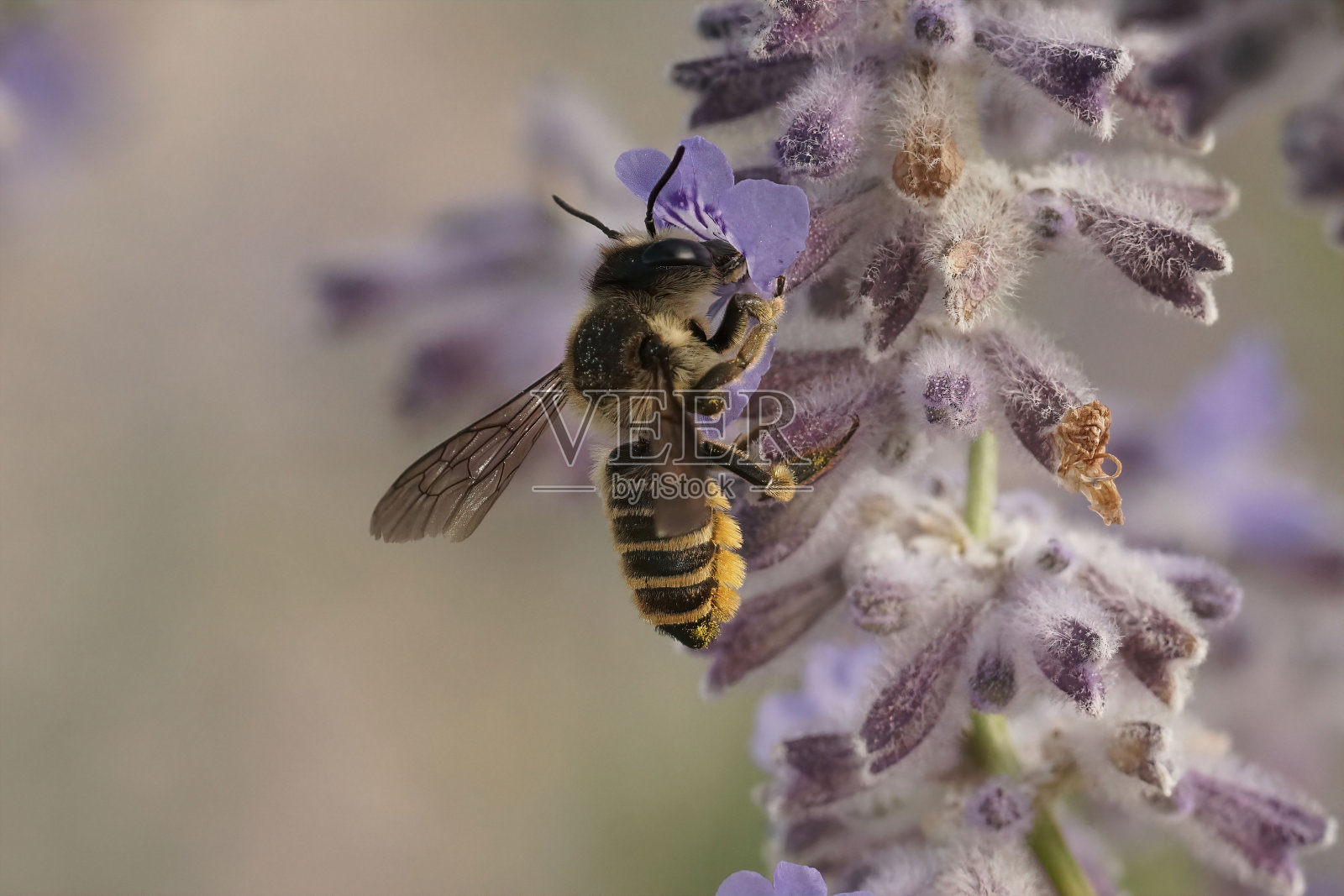 巨鳞黑蜂为紫色的佩洛夫斯卡花授粉的特写照片摄影图片