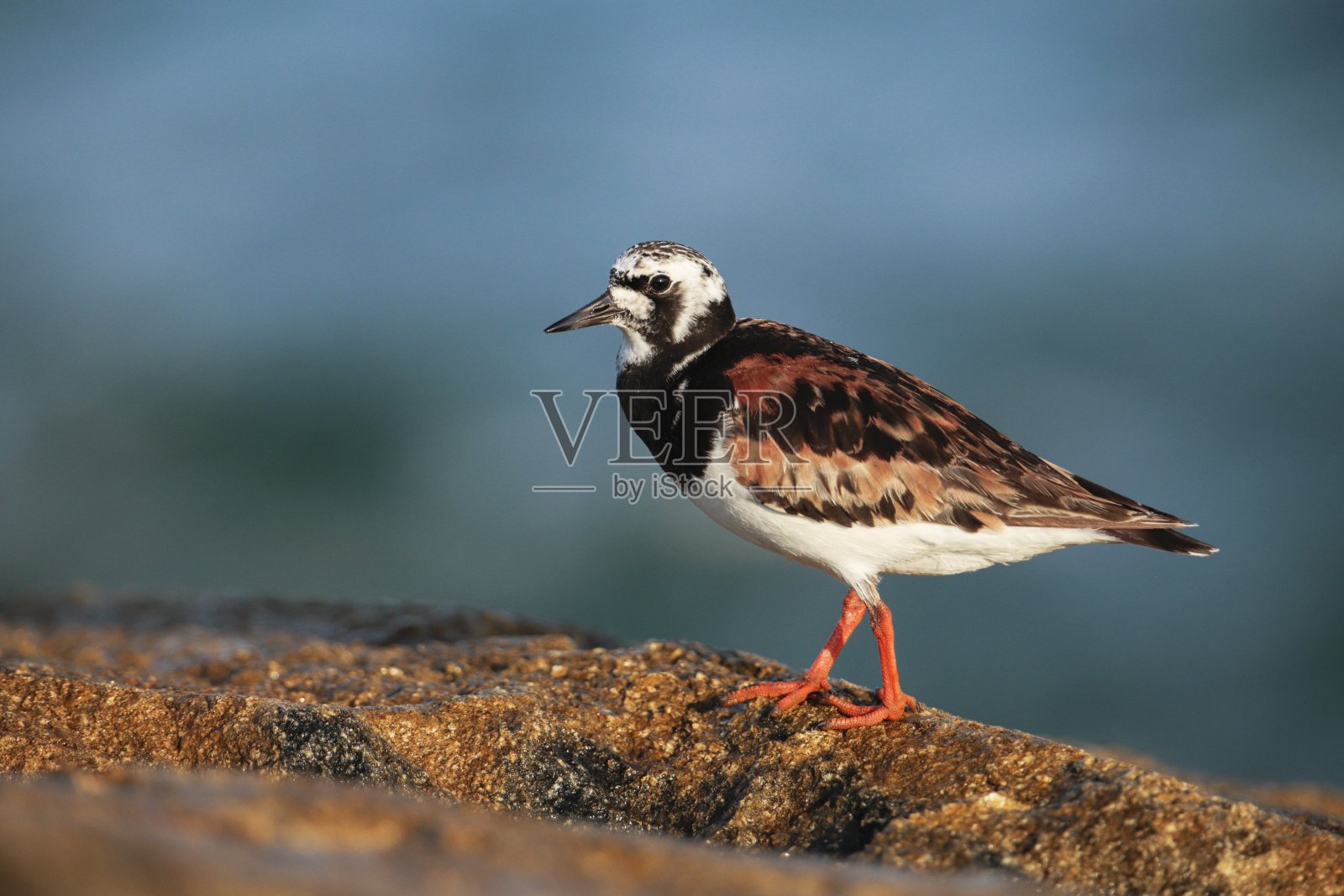 成人拉迪turnstone Arenaria解释照片摄影图片