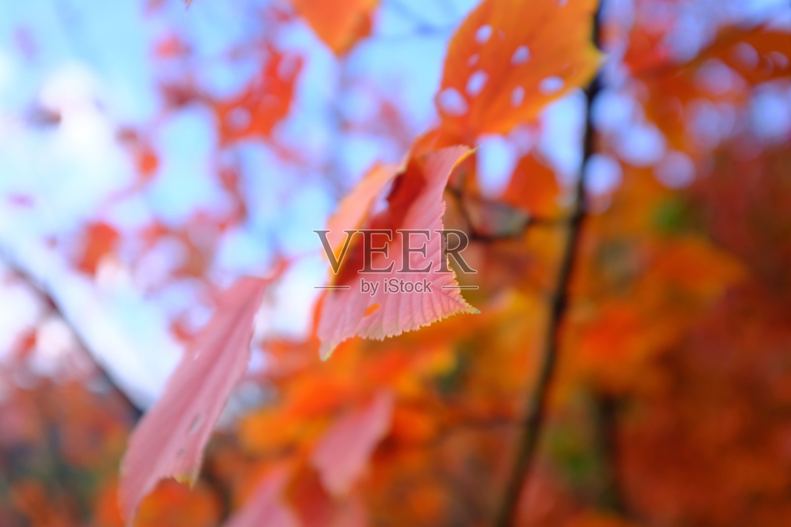 用模糊的自然背景拍摄树枝上的红叶特写照片摄影图片