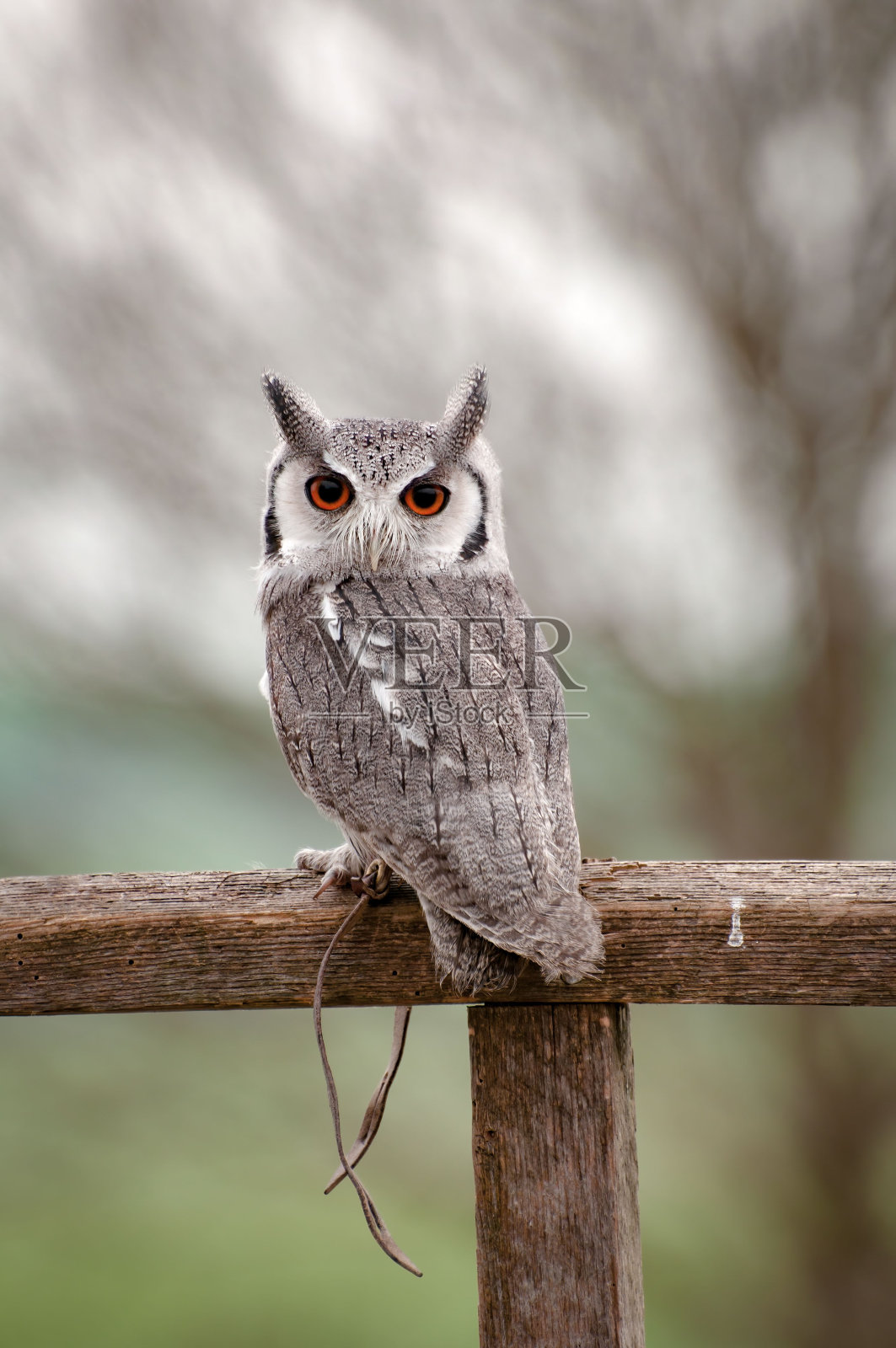 白脸的Scops Owl, Ptilopsis granti，栖息在围栏上，背景模糊照片摄影图片