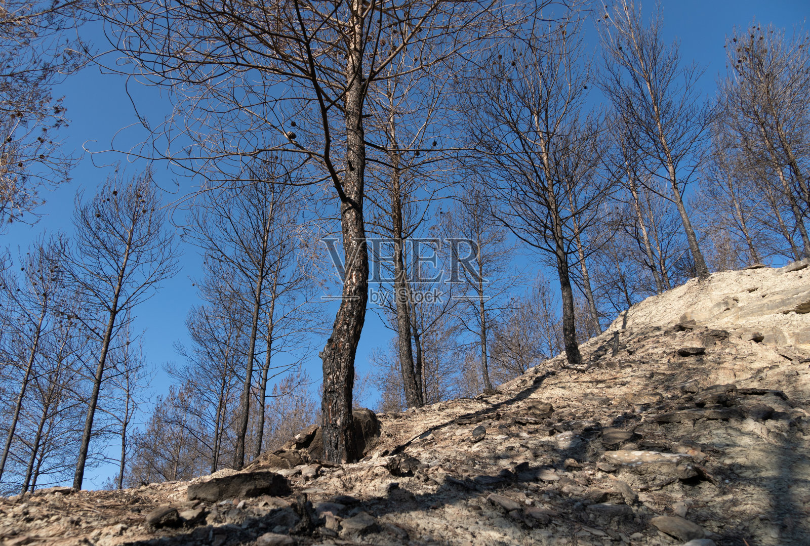 烧焦的松林与白色的旱地斜坡，最近森林火灾照片摄影图片