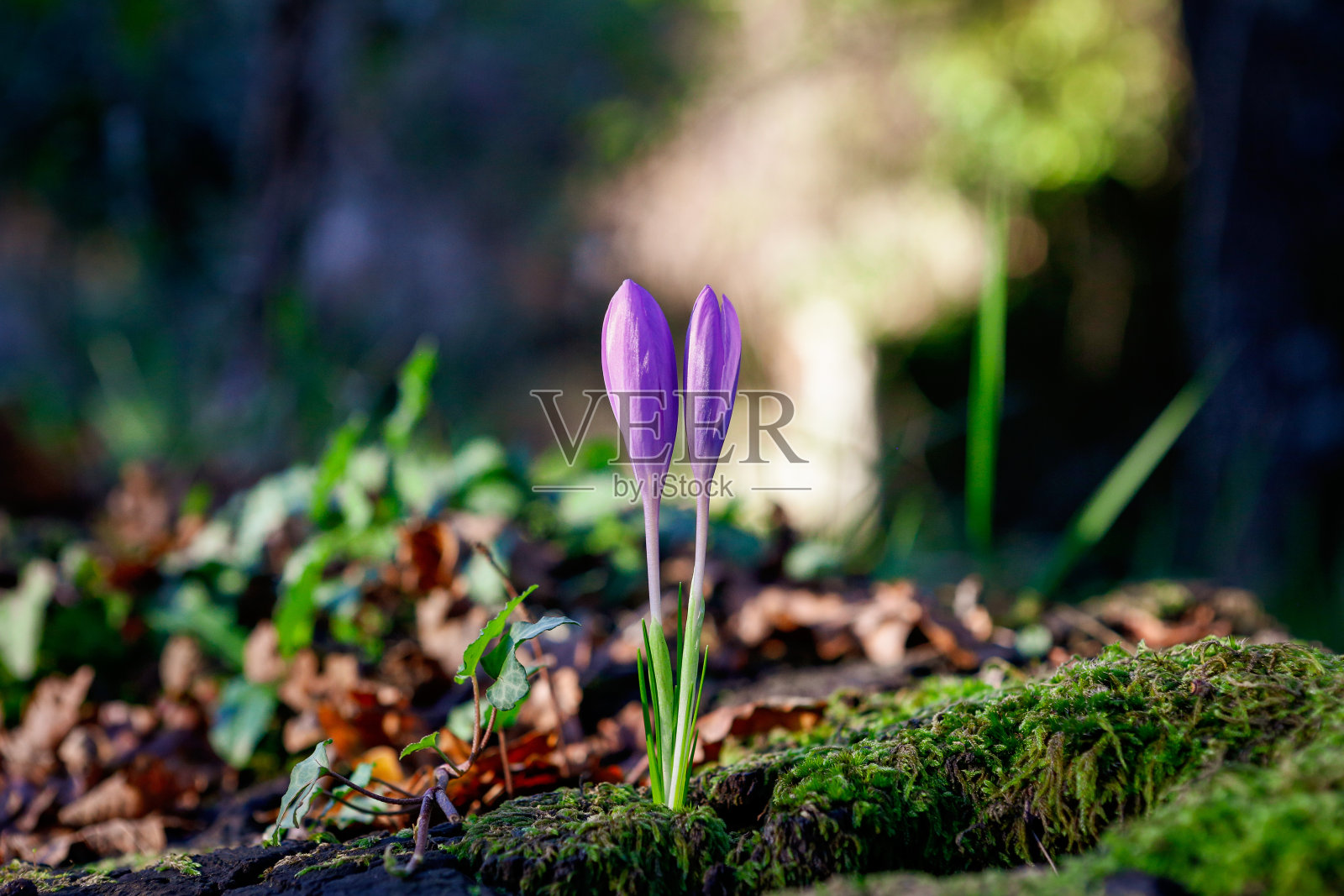 阳光下可爱的番红花的特写镜头照片摄影图片