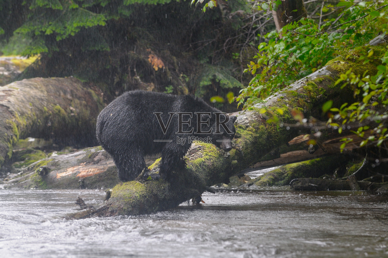 黑熊(Ursus americanus kermodei)站在大雨下的野外照片摄影图片