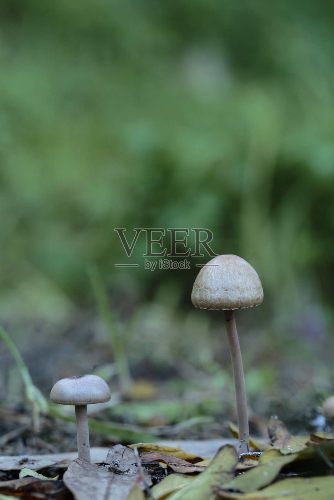 两种蝶状盘孢，衬裙斑纹真菌照片摄影图片