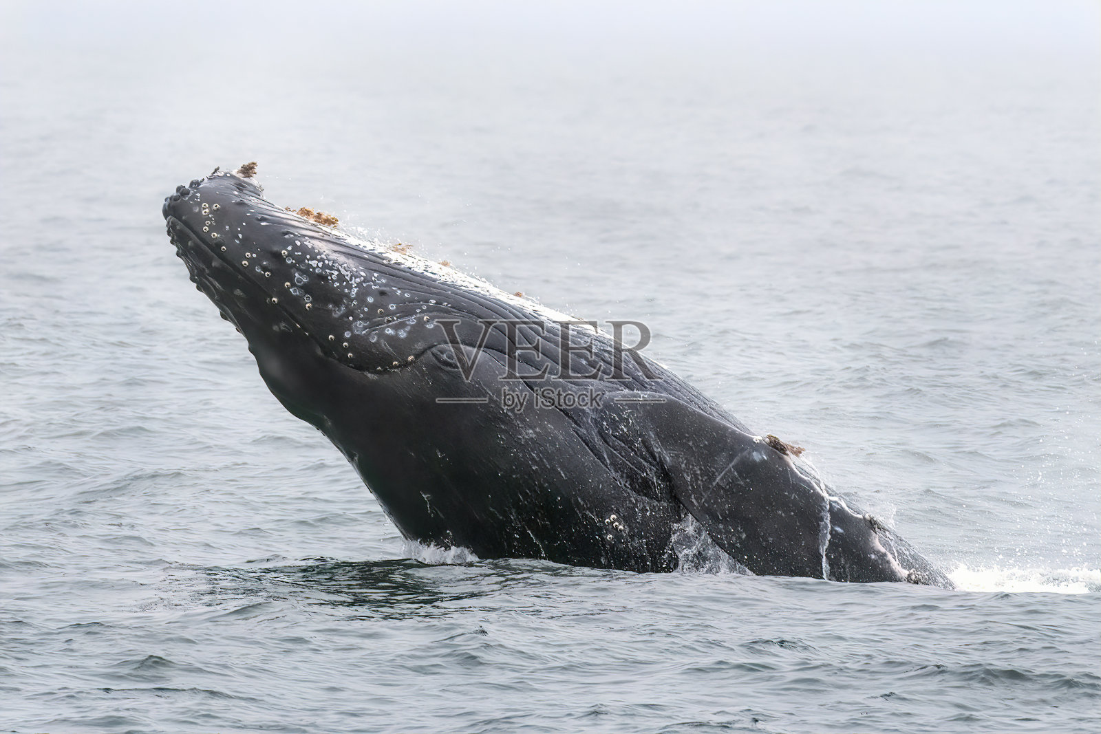 座头鲸突破和猛冲照片摄影图片