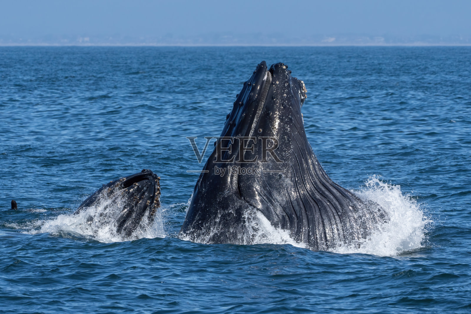 座头鲸突破和猛冲照片摄影图片