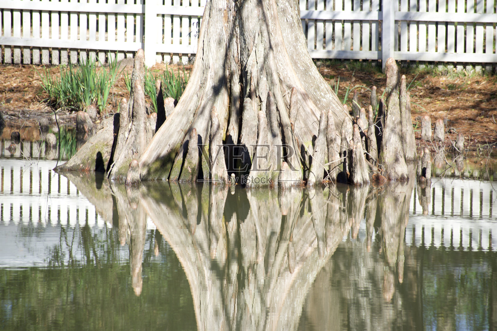 底部白色的树干倒影照片摄影图片