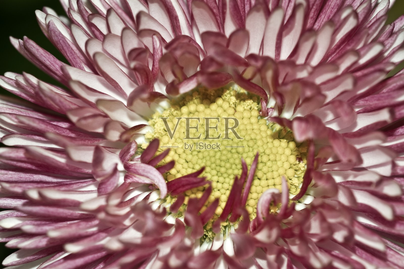 雏菊研究花的特写镜头照片摄影图片