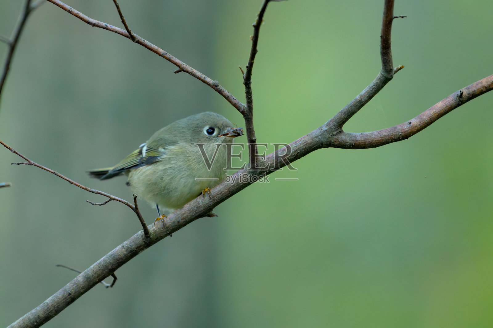 树上戴着红宝石王冠的小国王的特写镜头照片摄影图片
