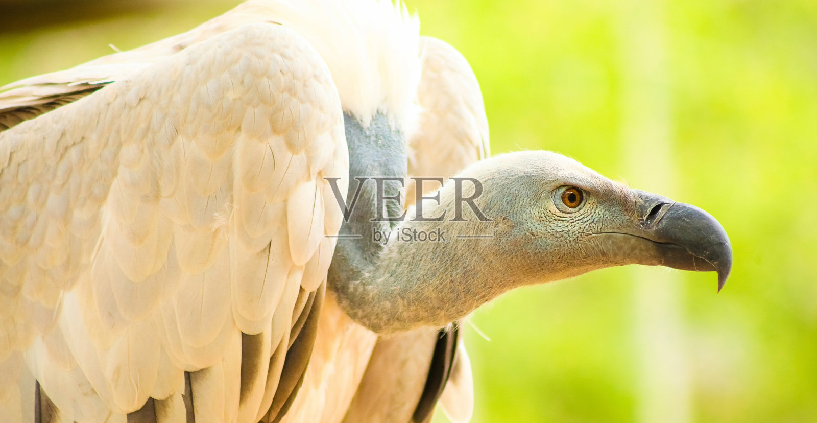 一个非洲秃鹫的特写镜头，一个模糊的背景上的食腐猛禽照片摄影图片