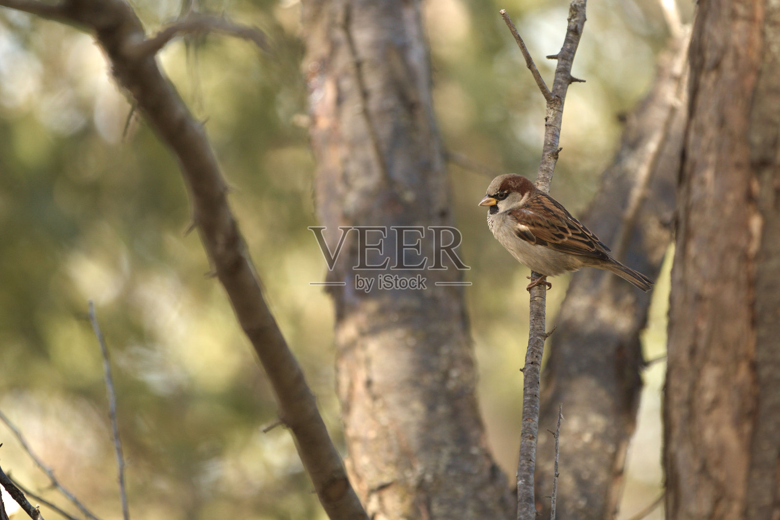 一只欧亚树雀的特写镜头，长着棕色的羽毛，站在光秃秃的树枝上照片摄影图片