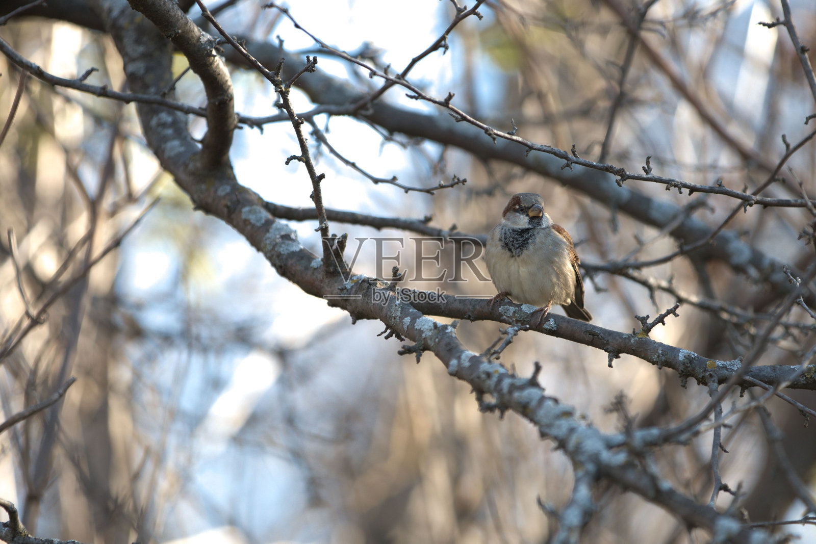 在一个阳光明媚的日子里，一只欧亚树雀站在森林里的一根光秃秃的树枝上照片摄影图片