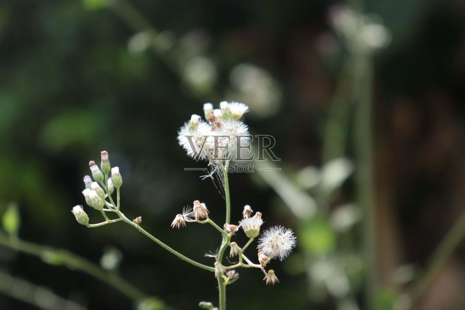 背景模糊下的灯盏草选择性聚焦照片摄影图片