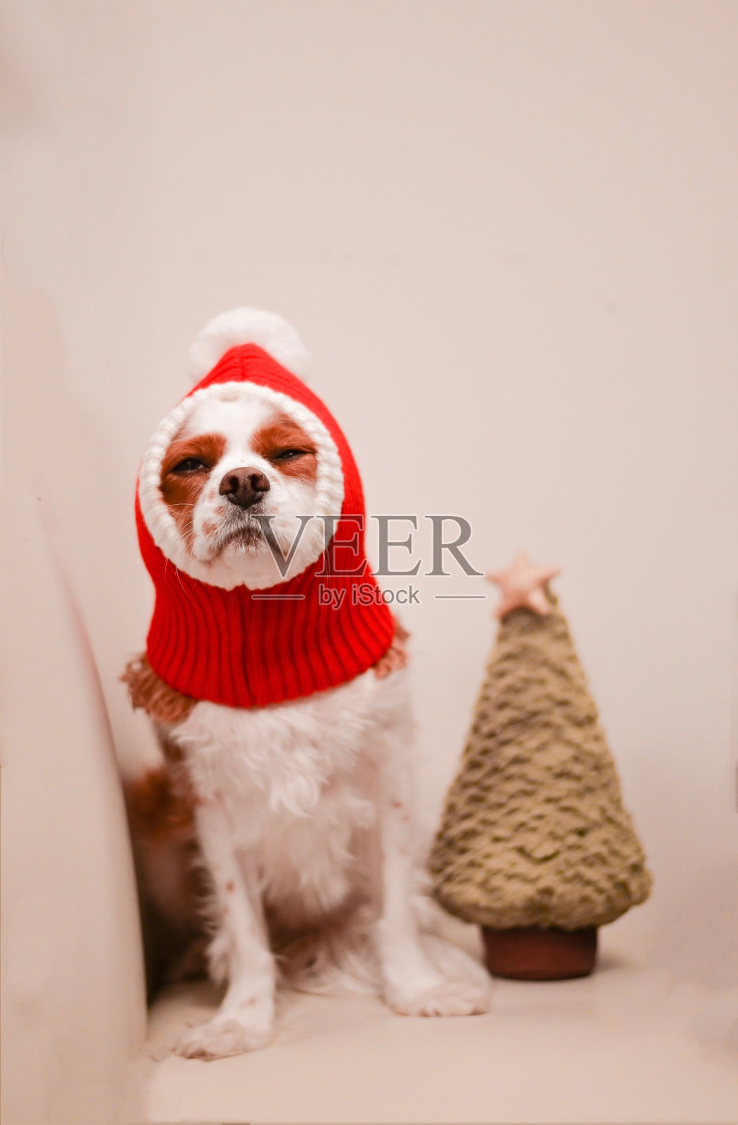 戴着红色圣诞帽的查尔斯国王犬愤怒地看着镜头照片摄影图片