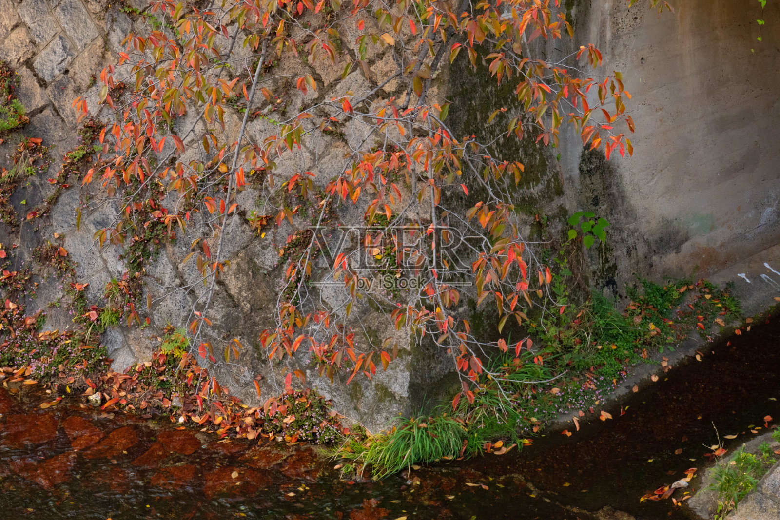 秋天的场景照片摄影图片